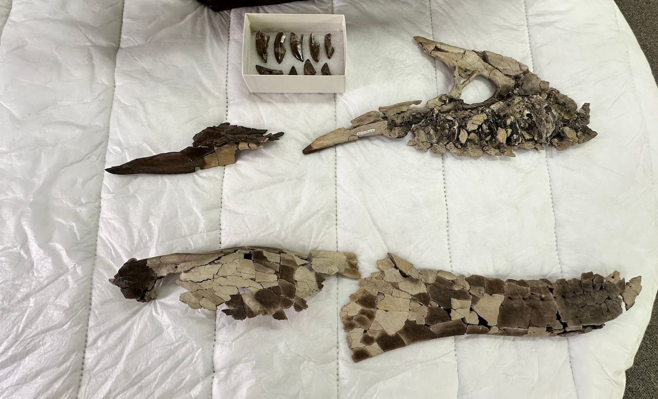 default-771 Fossils lying on a white blanket